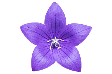 Platycodon grandiflorus violet flower isolated on white - obrazy, fototapety, plakaty