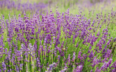 Obraz premium Lavender bushes closeup, French lavender in the garden, soft light effect. Field flowers background.
