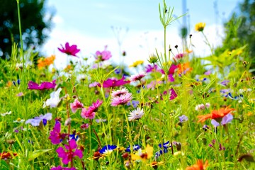 Blumenwiese - Hintergrund Blumen Wiese Wildblumen