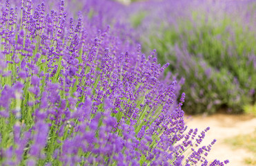 Fototapeta premium Lavender bushes closeup, French lavender in the garden, soft light effect. Field flowers background.