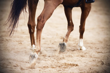 Beautiful graceful legs of a Bay horse, which gallops on a sandy arena at equestrian competitions.