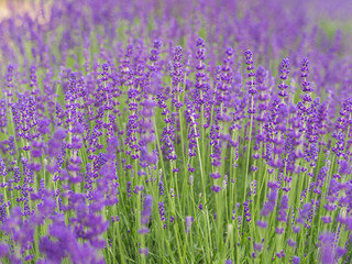 Lavender bushes closeup, French lavender in the garden, soft light effect. Field flowers background.