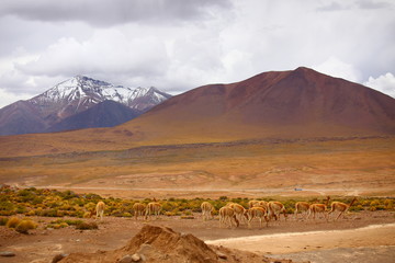 Guanacos feeding the in the desert of Andes. Plains in the foreground and mountains with snow in the background