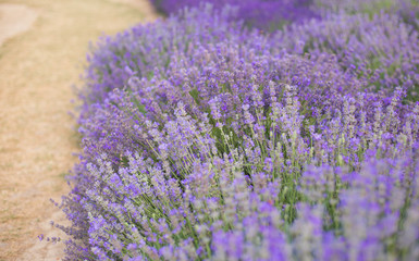 Fototapeta na wymiar Lavender bushes closeup, French lavender in the garden, soft light effect. Field flowers background.