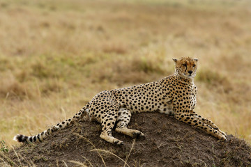 Cheetah relaxing on mound, Masai Mara, kenya