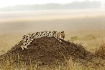 Cheetah relaxing on mound, Masai Mara, kenya