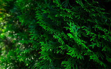 Green fir tree branch object background hd