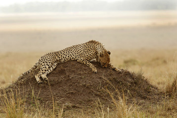 Cheetah relaxing on mound, Masai Mara, kenya