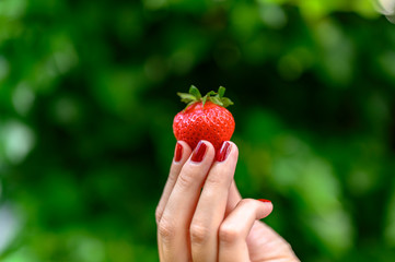 A ripe strawberry freshly picked and held high in fingertips.