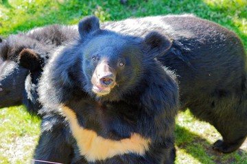 Animals from the zoo