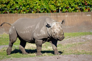 Obraz premium Pictures of animals from the Zoo