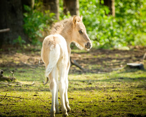 Fototapeta premium Niedliches Fohlen in der Sonne auf einer Wiese
