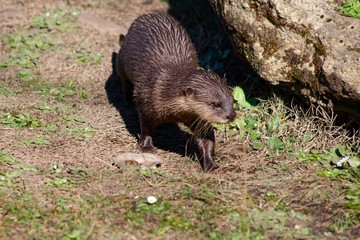 Pictures of animals from the Zoo