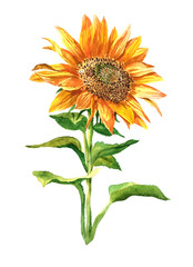 Watercolor single sunflower isolated on a white background illustration.