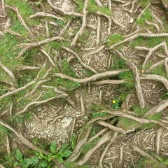 Tree Roots