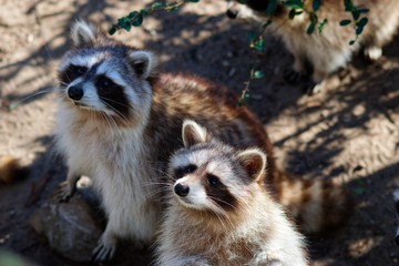 Pictures of animals from the Zoo