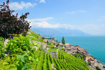 Green terraced vineyards on hills by Lake Geneva, Lavaux wine region, Switzerland. UNESCO Heritage. Swiss landscape in summer. Saint Saphorin village in background. Tourist attractions