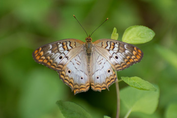 Obraz na płótnie Canvas Butterfly 2019-70 / White peacock butterfly (Anartia jatrophae)