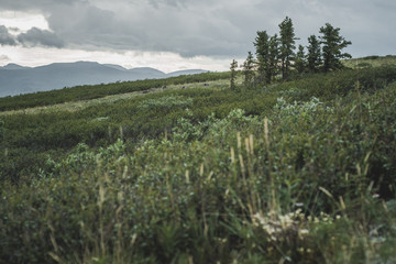 A lost group of hardy pines making a living at high altitudes