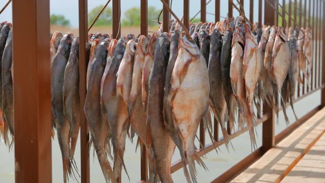 Fish is dried in the sun, on the pier near a small fishing village, on the banks of the Volga River.