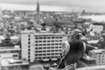 pigeon on roof, city of Antwerp 