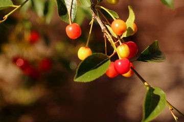 Red and yellow appetizing cherry on a branch with green leaves