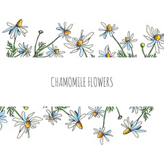 Vector floral pattern with chamomile branches on white background. Hand drawn botanical texture with field plants. Floral sketch with camomile flowers
