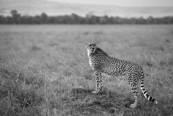 Cheetah on mound at Masai Mara, Kenya