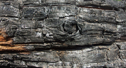 burnt tree trunk texture