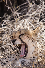 Kalahari Cheetah 