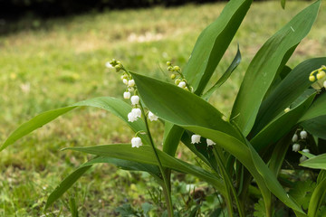 Obraz premium Muguet de France mois de mai fête du travail