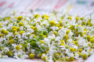 A lot of chamomile flowers (Matricaria chamomilla L.)