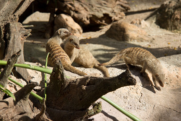 Família de Mangusto