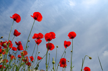 Poppies in blossom against spring blue sky