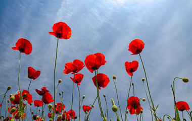 Poppies in blossom against clear blue sky in springtime