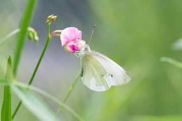 Butterfly 2019-74 / Common Small White Butterfly (Pieris Rapae)