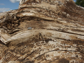 bark of a tree design texture