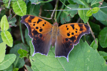 Butterfly 2019-75 / Question Mark Butterfly (Polygonia interrogationis)
