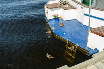 Ducks and ducklings are resting on a yacht stern