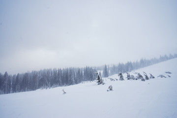 Forest in winter. Pine trees covered by snow.