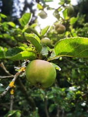 green apple on tree