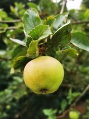 apple on tree