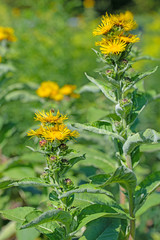 Echter Alant, Inula helenium