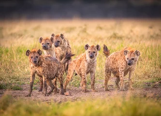 Tuinposter Clan van Hyena& 39 s © Dennis