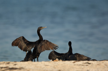 The Socotra cormorants  at Um Jaileed island, Bahrain