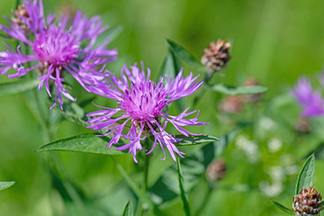 Wiesen-Flockenblume, Centaurea jacea