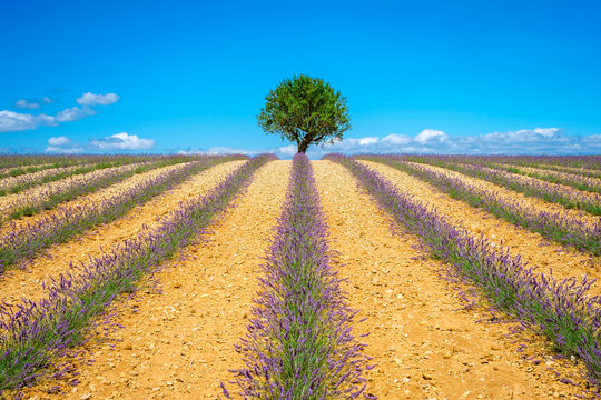 Lavender fields in Provence in height of bloom in early July as the harvest begins on the Plateau de Valensole, Provence-Alpes-C?te d'Azur, France