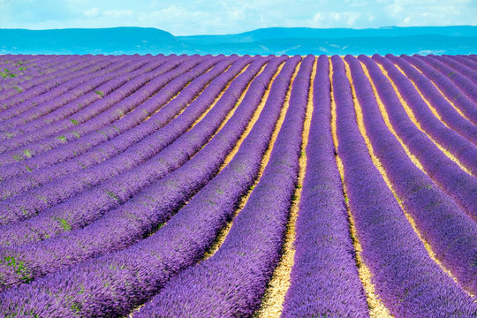 Rows of purple lavender in height of bloom in early July in a field on the Plateau de Valensole, Provence-Alpes-C?te d'Azur, France
