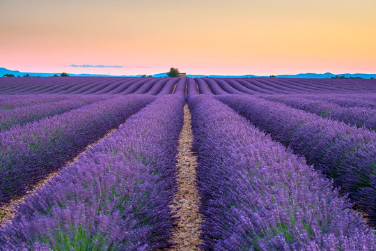 Rows of purple lavender in height of bloom in early July in a field on the Plateau de Valensole at sunset, near Valensole, Alpes-de-Haute-Provence, Provence-Alpes-C?te d'Azur, France