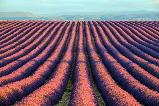 Rows of purple lavender in height of bloom in early July in a field on the Plateau de Valensole at sunrise, Provence-Alpes-C?te d'Azur, France